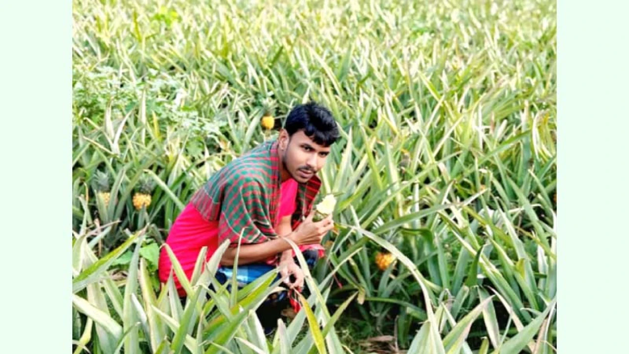শেরপুরের গারো পাহাড়ে আনারস চাষে নতুন দিগন্ত 