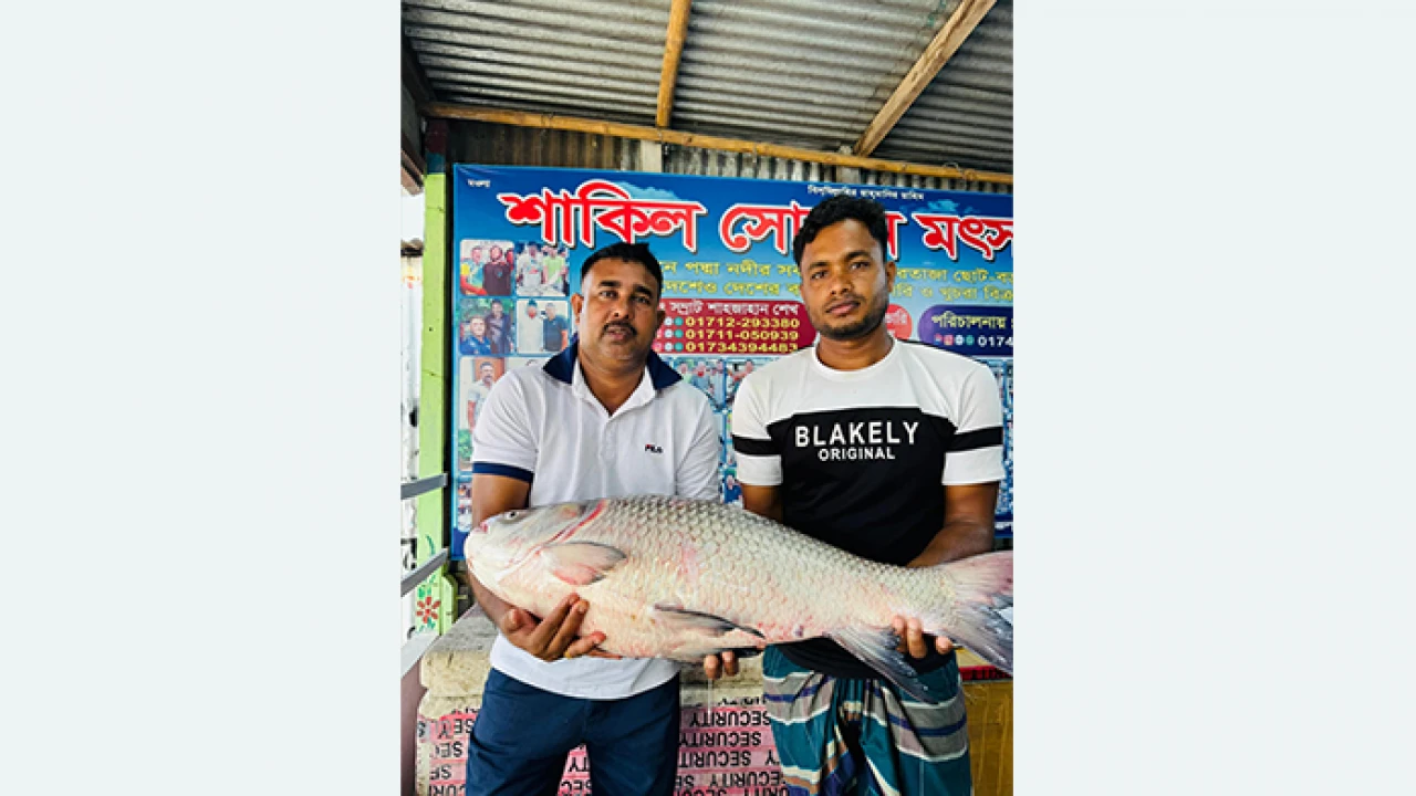 পদ্মায় ধরা পড়ল ২৪ কেজির কাতল