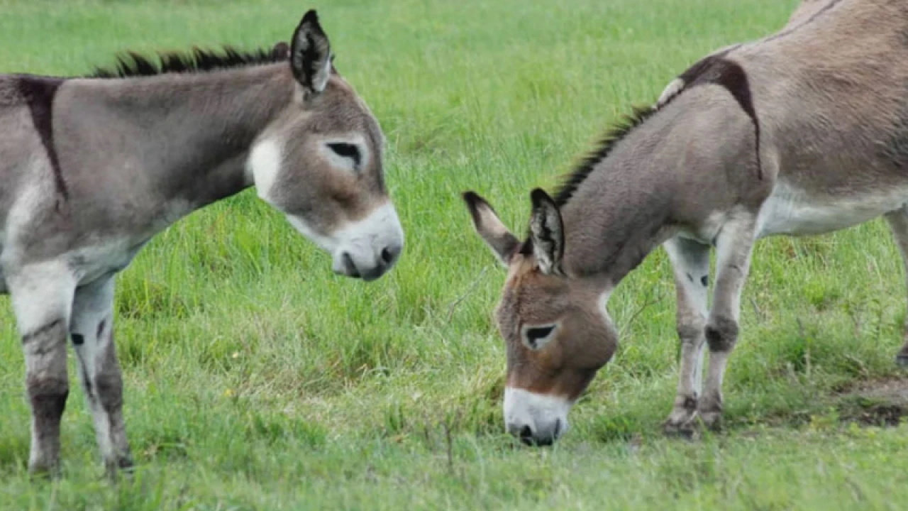 বিশ্ব গাধা দিবস আজ