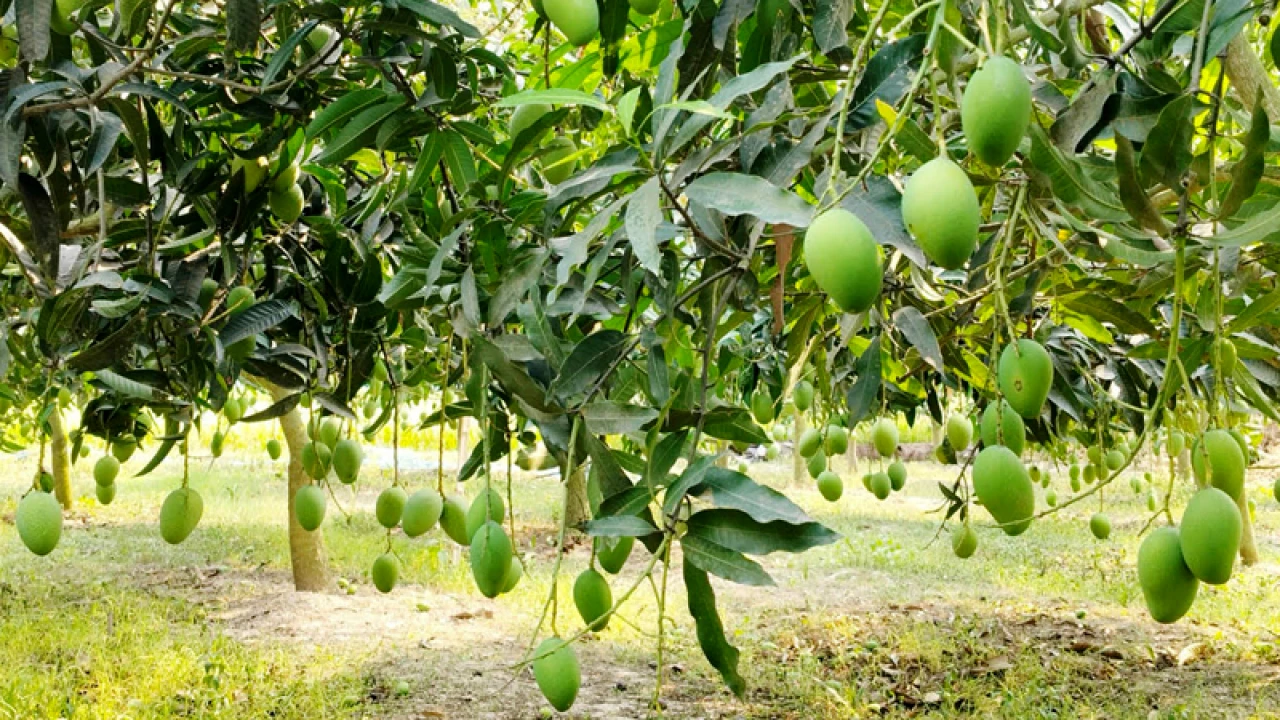 নওগাঁয় চার হাজার কোটি টাকার আম বাণিজ্যের সম্ভাবনা