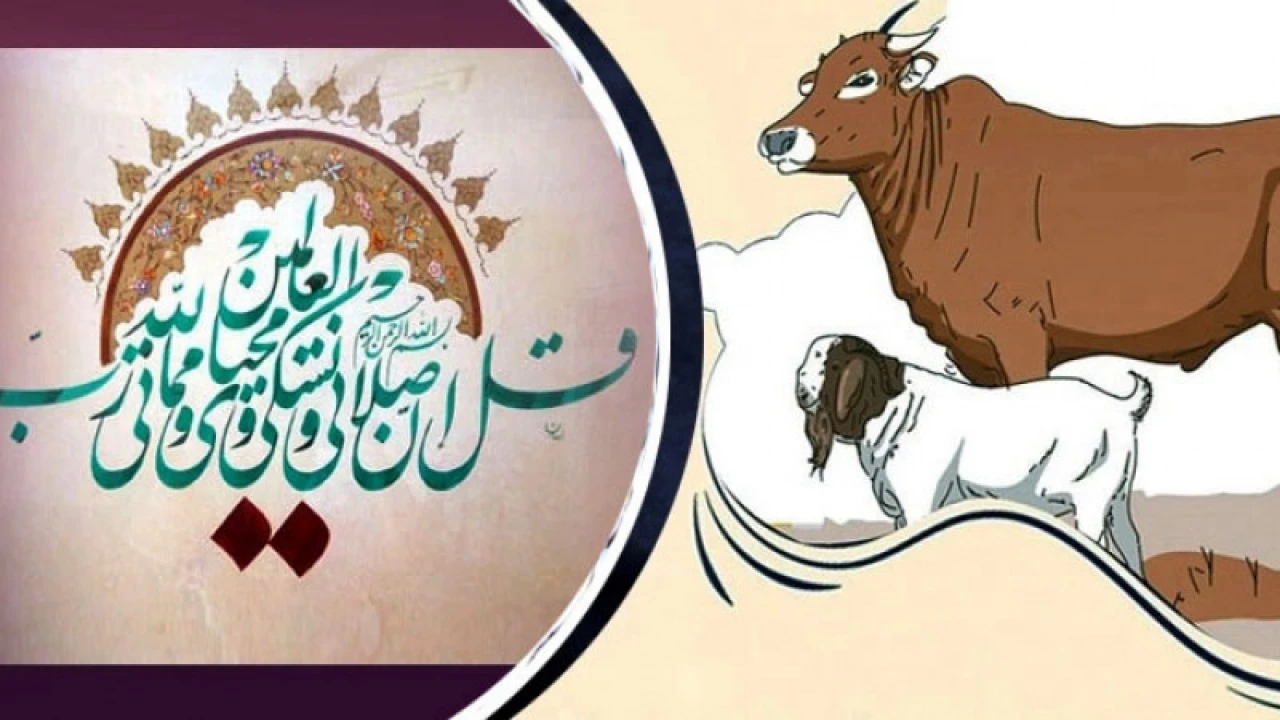 পশুর বয়স কত হলে কোরবানি করা যাবে?