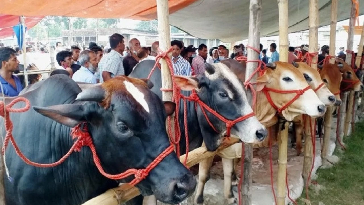 ঢাকায় যেসব জায়গায় বসছে কোরবানির পশুর হাট