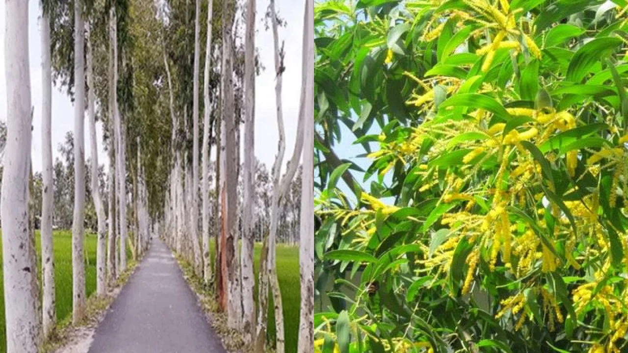দেশে নিষিদ্ধ করা হলো ইউক্যালিপটাস ও আকাশমনি গাছ 