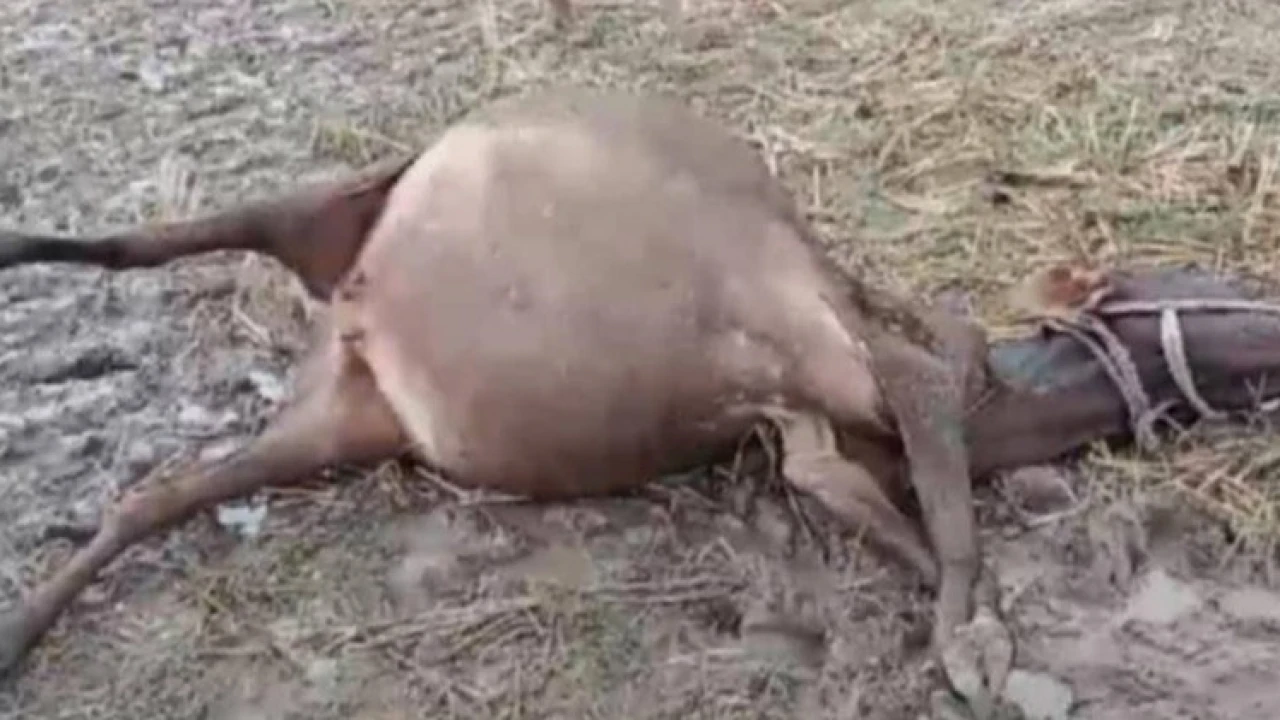 বজ্রপাতে মারা গেল কৃষকের ২টি গরু 