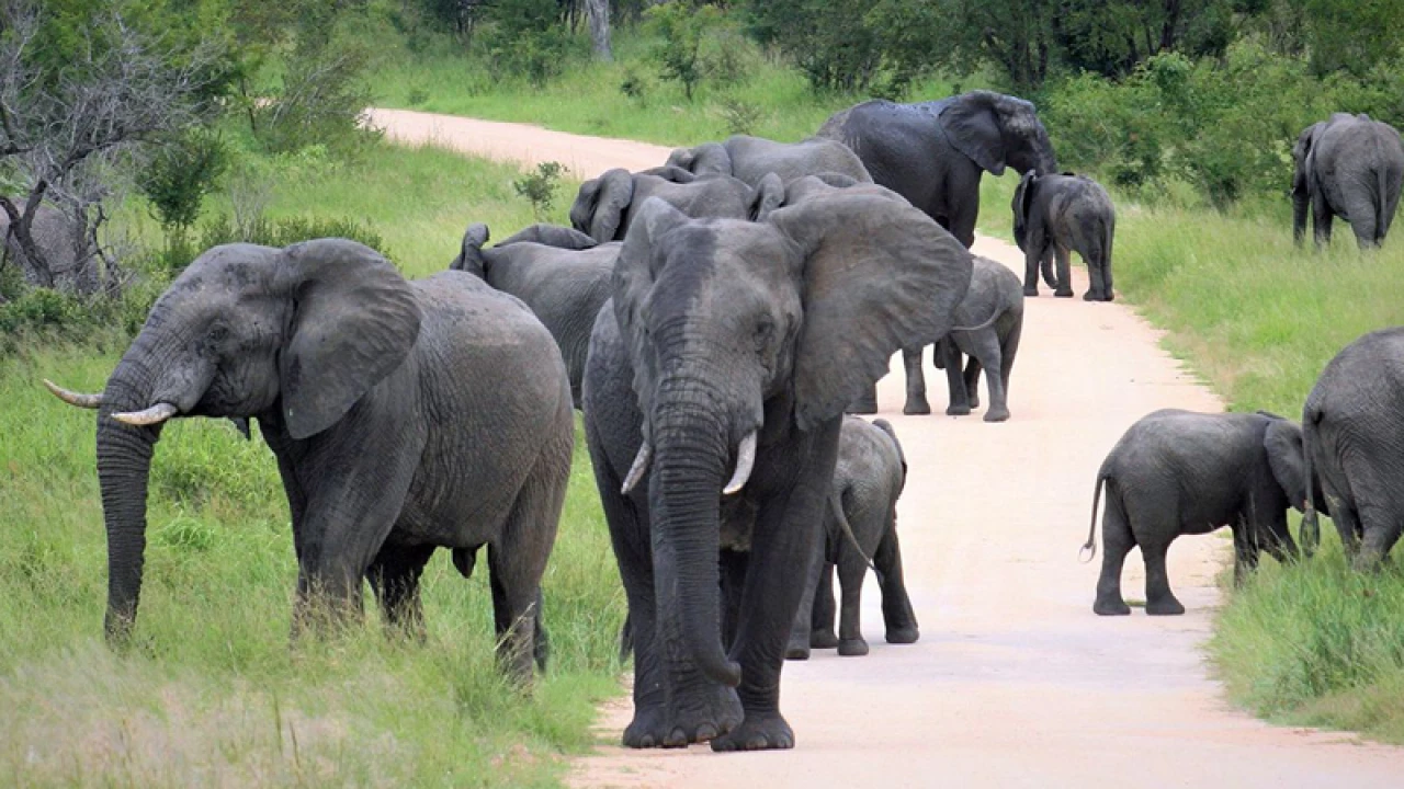 গারো পাহাড়ে বন্য হাতির আক্রমণে ২ চালকের মৃত্যু