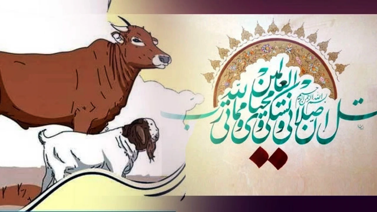 নিজে নাকি হুজুরকে দিয়ে কুরবানি দেয়া উত্তম?