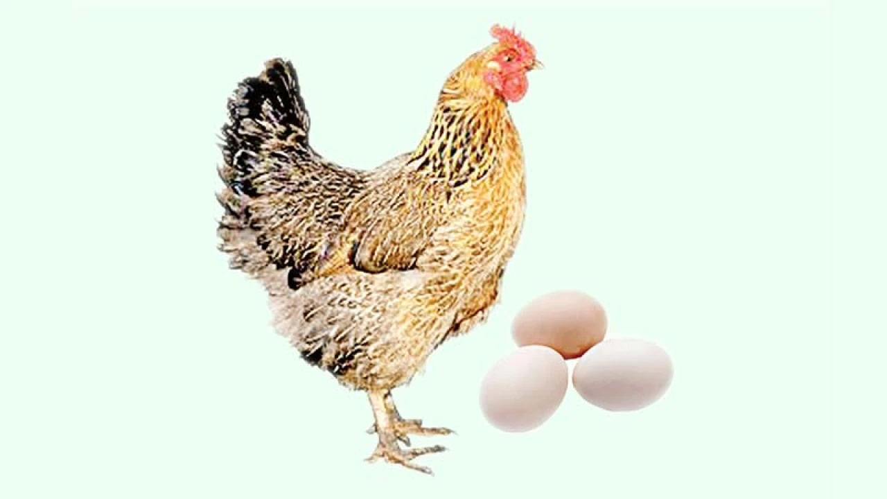 মুরগির দাম কমলেও বেড়েছে ডিমের