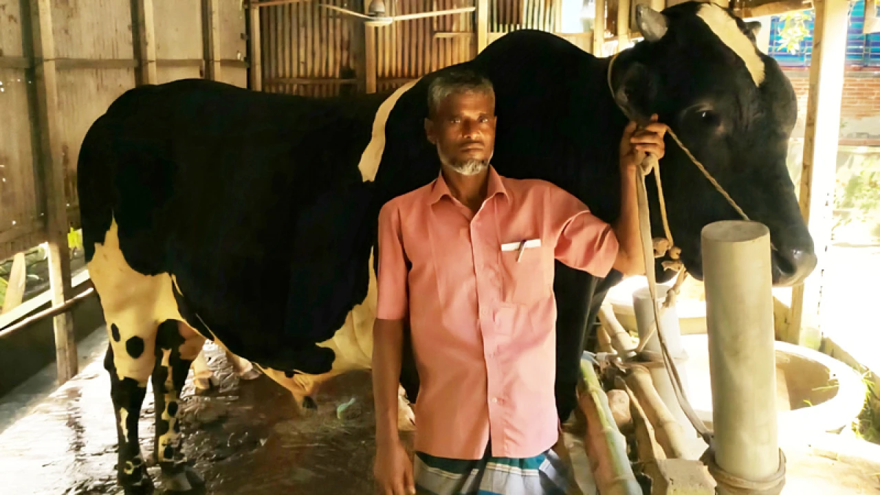 কোরবানির হাট কাঁপাতে আসছে ৯৫০ কেজির ‘কালো মানিক’