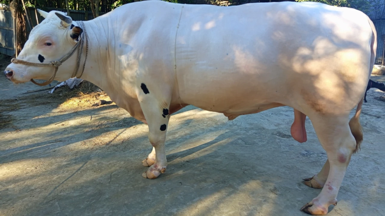 হাটে আসছে কেন্দুয়ার ৪০ মণ ওজনের সাদা পাহাড়