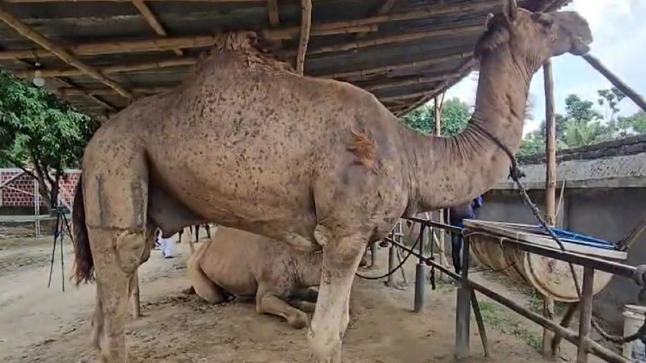 বেনাপোলে চমক নিয়ে এল ৭ উট 