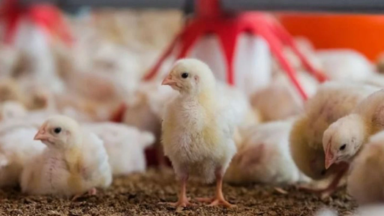 ব্রয়লার মুরগি ও বাচ্চার দামে বিপর্যয়