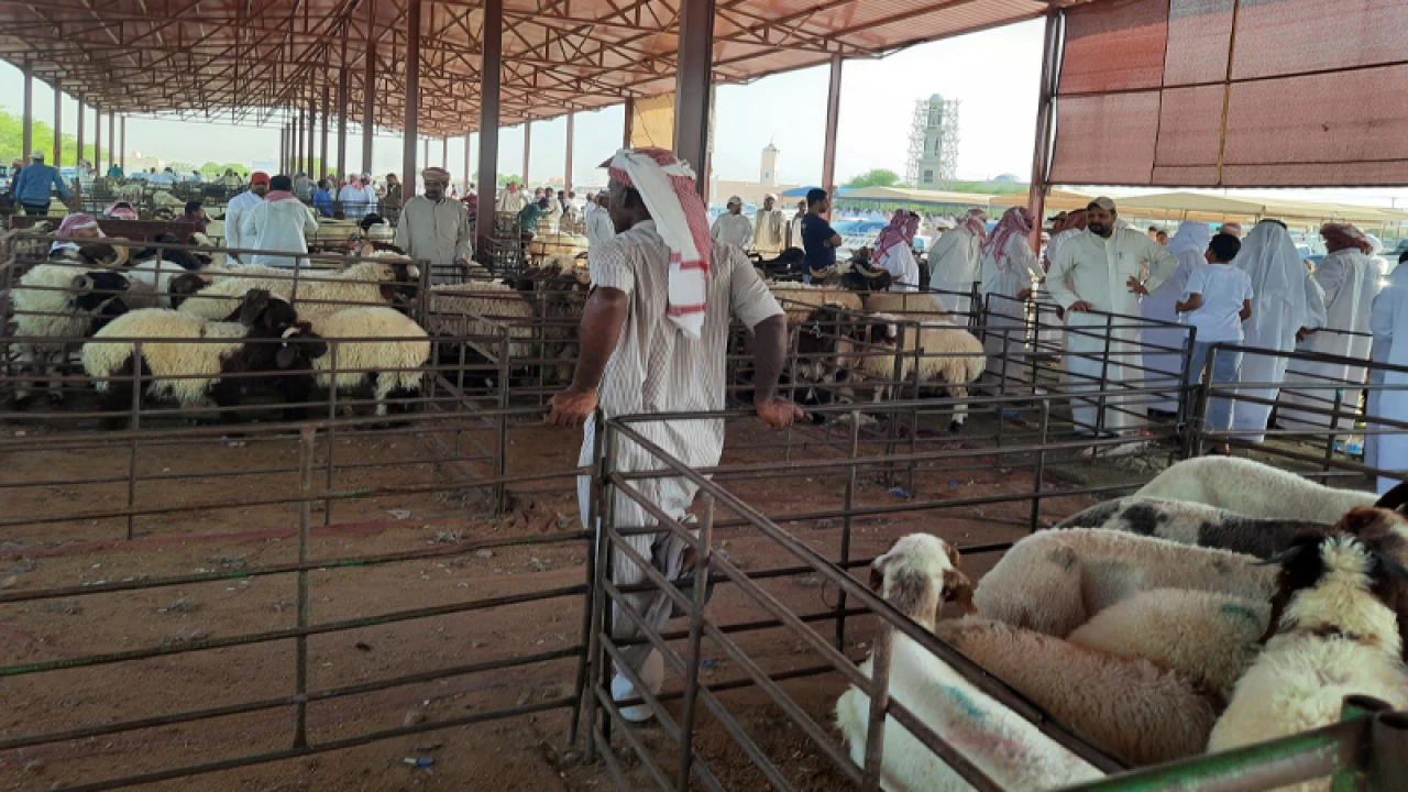 কুয়েতে জমে উঠেছে শেষ মুহূর্তের পশু বেচাকেনা