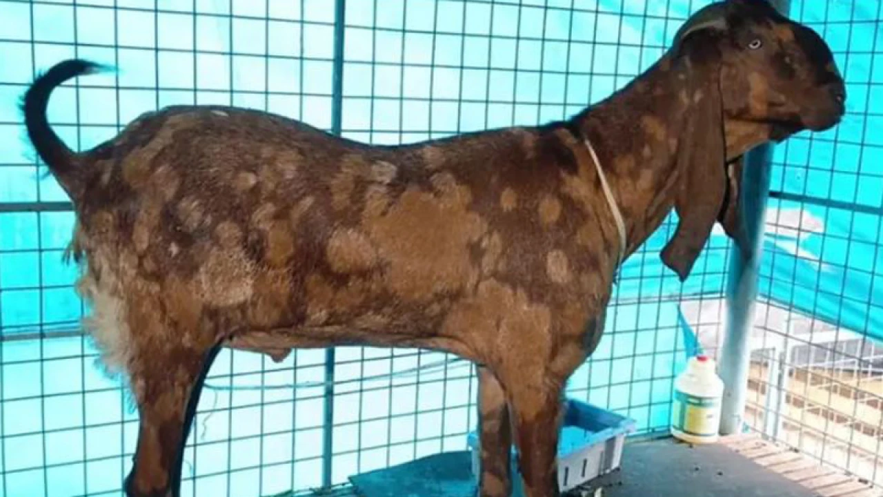 ছাগলকাণ্ডের সেই ছাগলের খোঁজ পাওয়া গেছে