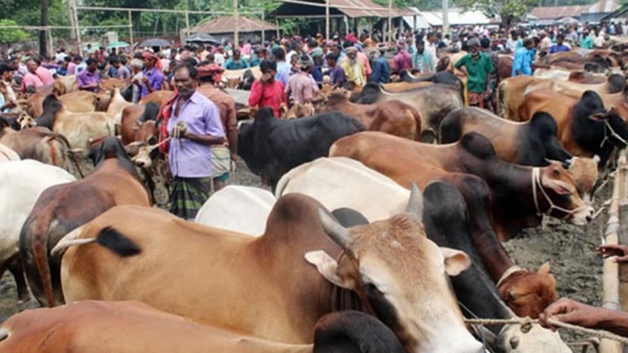 রাজধানীতে জমে উঠেছে কোরবানির পশুর হাট