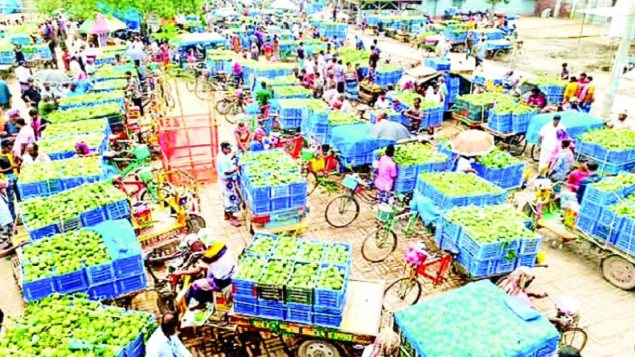 চাঁপাইনবাবগঞ্জ ও নওগাঁয় আমের দরপতন