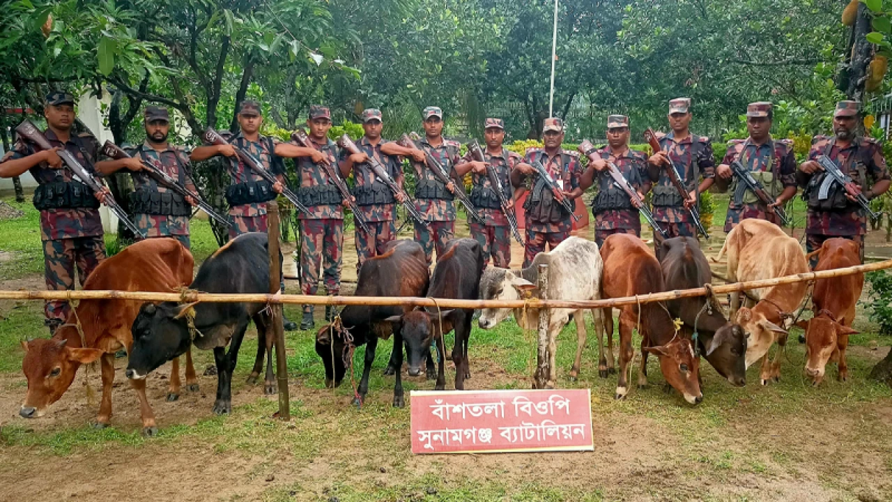 দোয়ারাবাজার সীমান্ত থেকে ৯টি ভারতীয় গরু আটক
