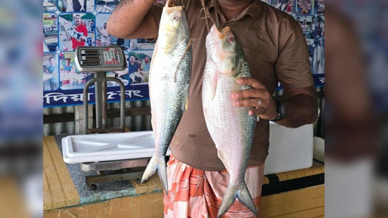 পদ্মার দুই ইলিশ ২০ হাজারে বিক্রি