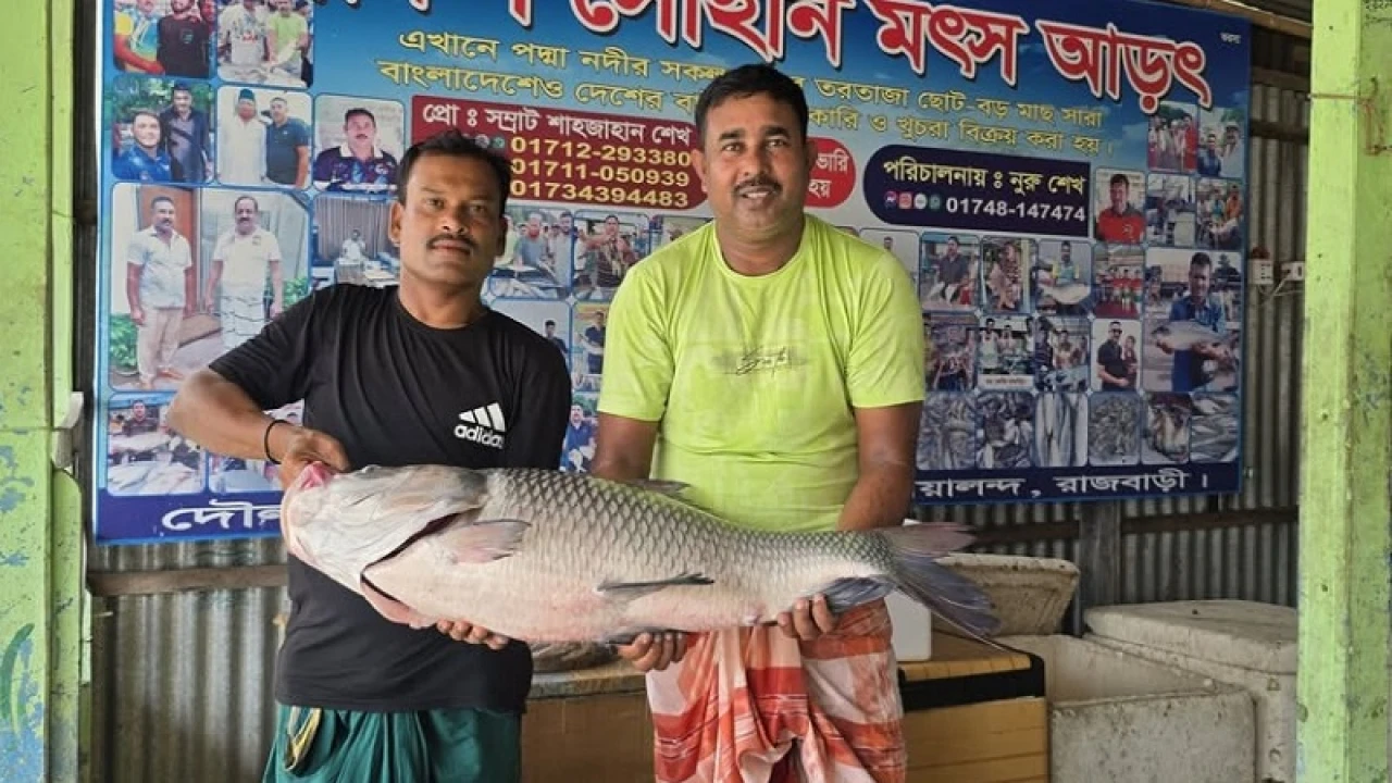 পদ্মা নদীর ২২ কেজির কাতল ৪৬ হাজারে বিক্রি