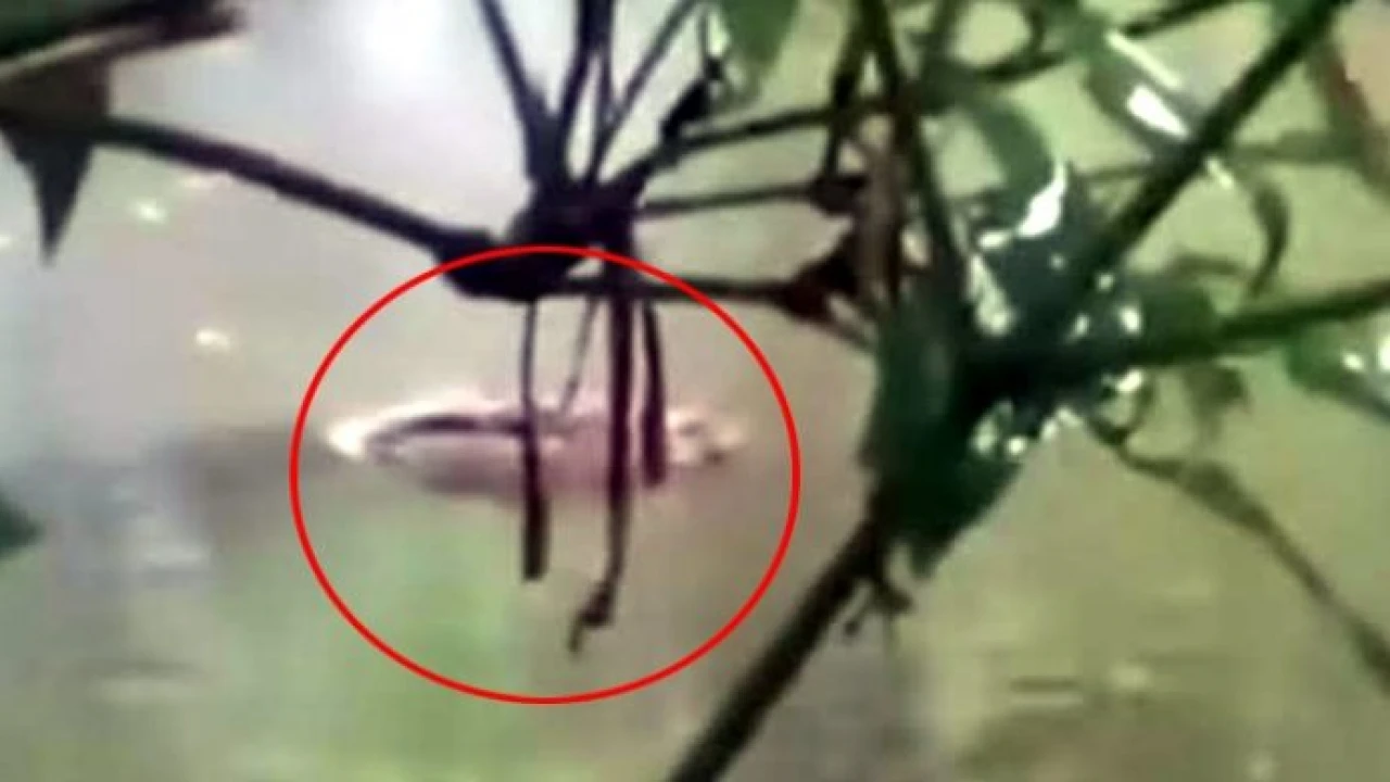 নোয়াখালীতে পুকুরে কুমির, এলাকায় আতঙ্ক