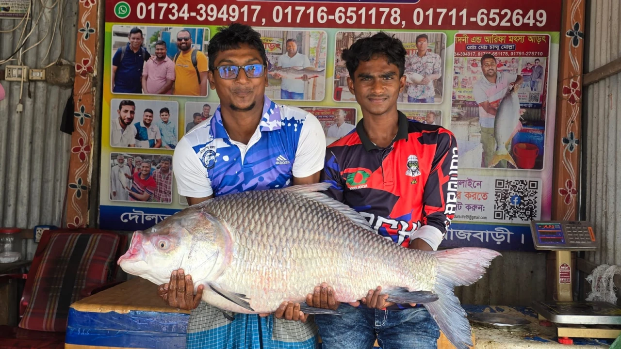 পদ্মার এক কাতলের দাম ৩৯ হাজার টাকা