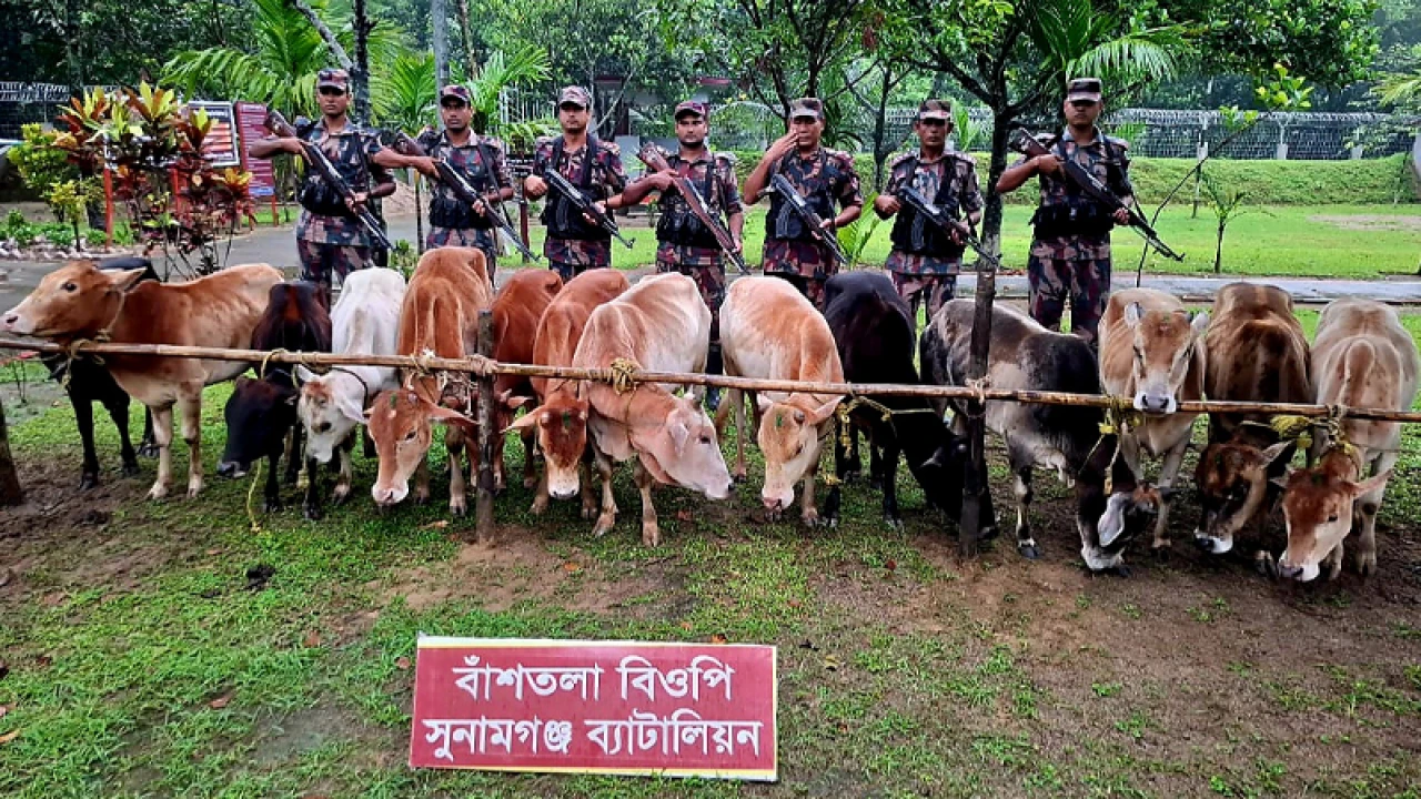 সুনামগঞ্জ সীমান্ত থেকে ৩২টি ভারতীয় গরু আটক 