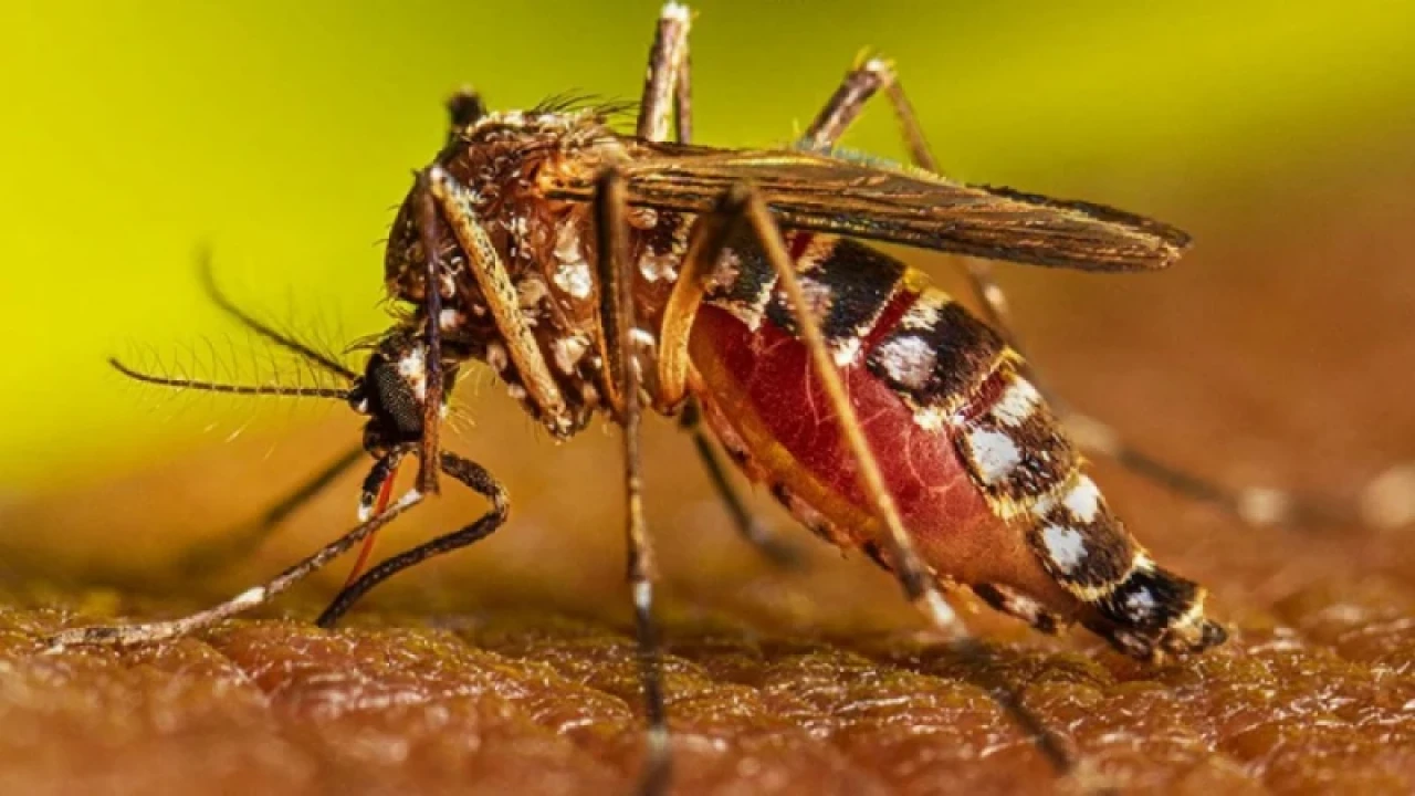 ডেঙ্গুজ্বরের ক্ষেত্রে যেসব তথ্য জেনে রাখা জরুরি