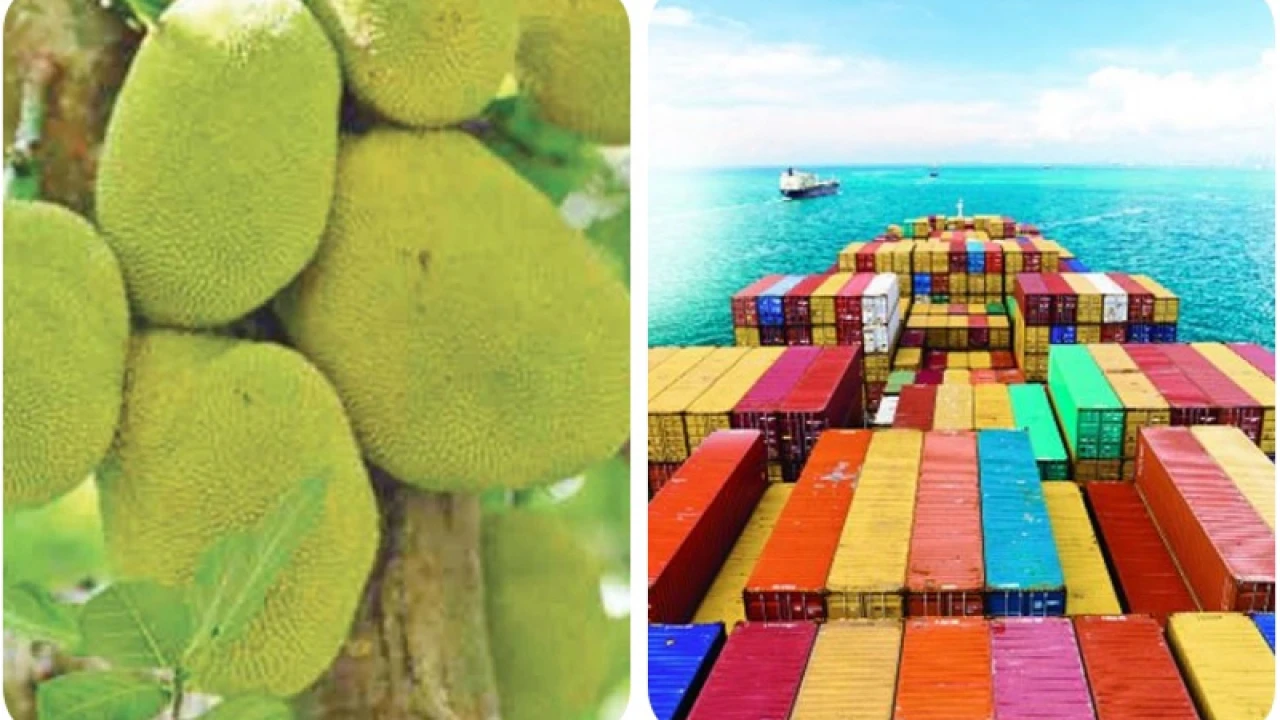 সমুদ্রপথে ২৬ দিনে দুবাই গেল বাংলাদেশের কাঁঠাল