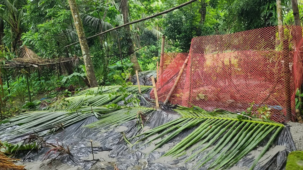 পাশাপাশি কবরে শুয়ে আছে দুই পুত্রবধূ-তিন নাতনিসহ মোরশেদা বেগম