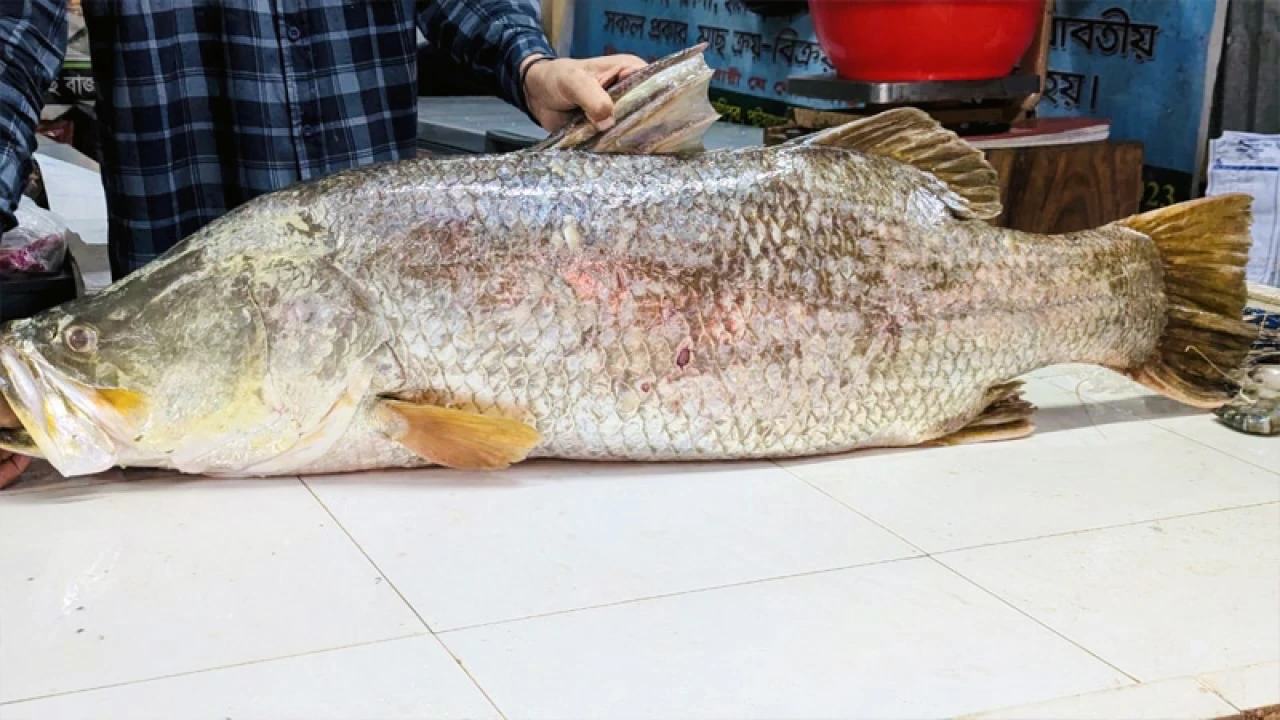 এক কোরালের দাম ৩৫ হাজার