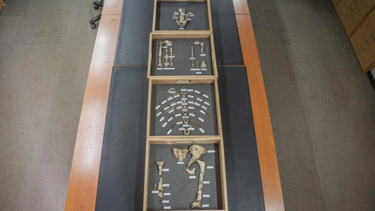 কেমন ছিল ৩১ লাখ বছর পুরোনো মানুষের হাঁড়!