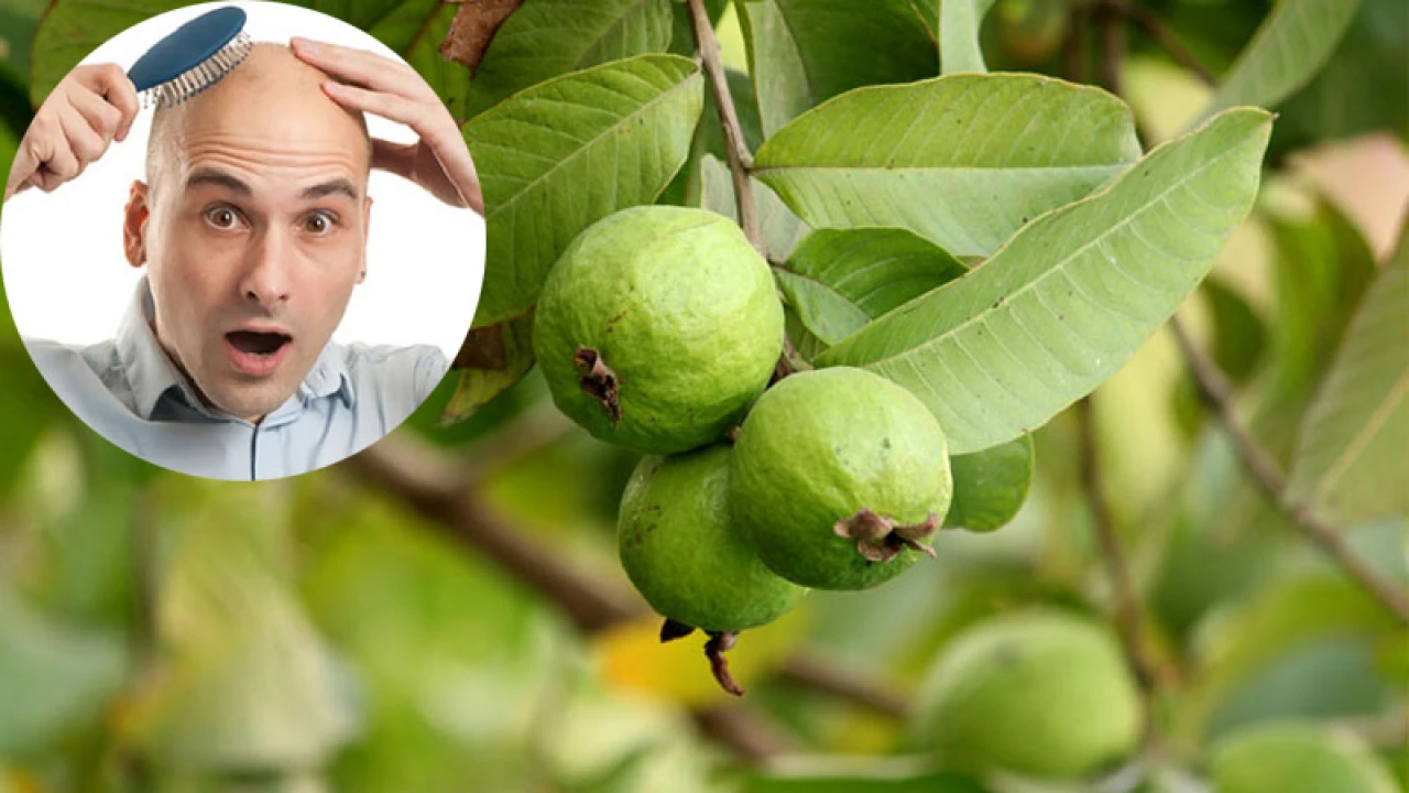 পেয়ারা পাতার গুণে মাথায় গজাবে চুল