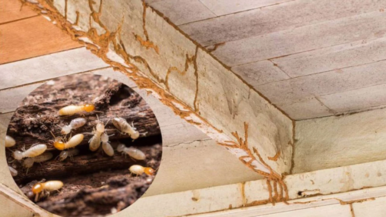 উইপোকা থেকে ঘরের আসবাবপত্র প্রতিরোধের ঘরোয়া উপায়