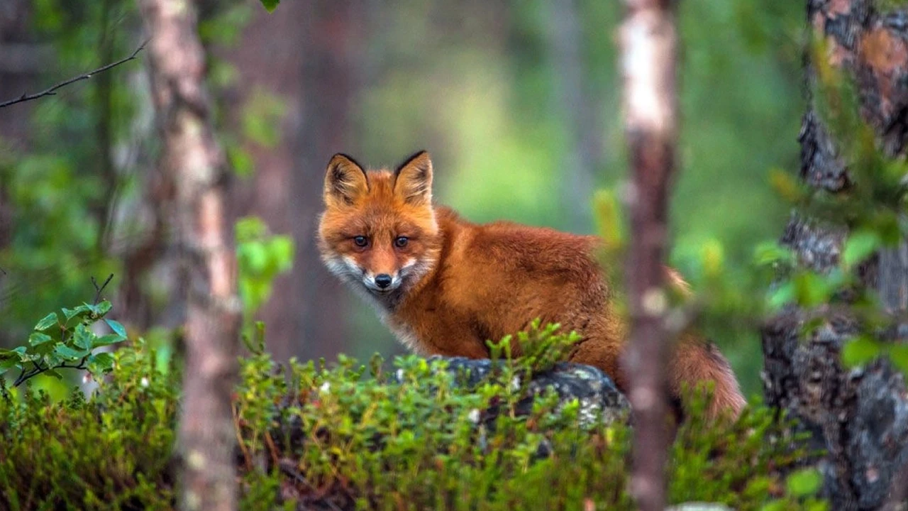 কালাইয়ে শিয়ালের কামড়ে আহত ৯