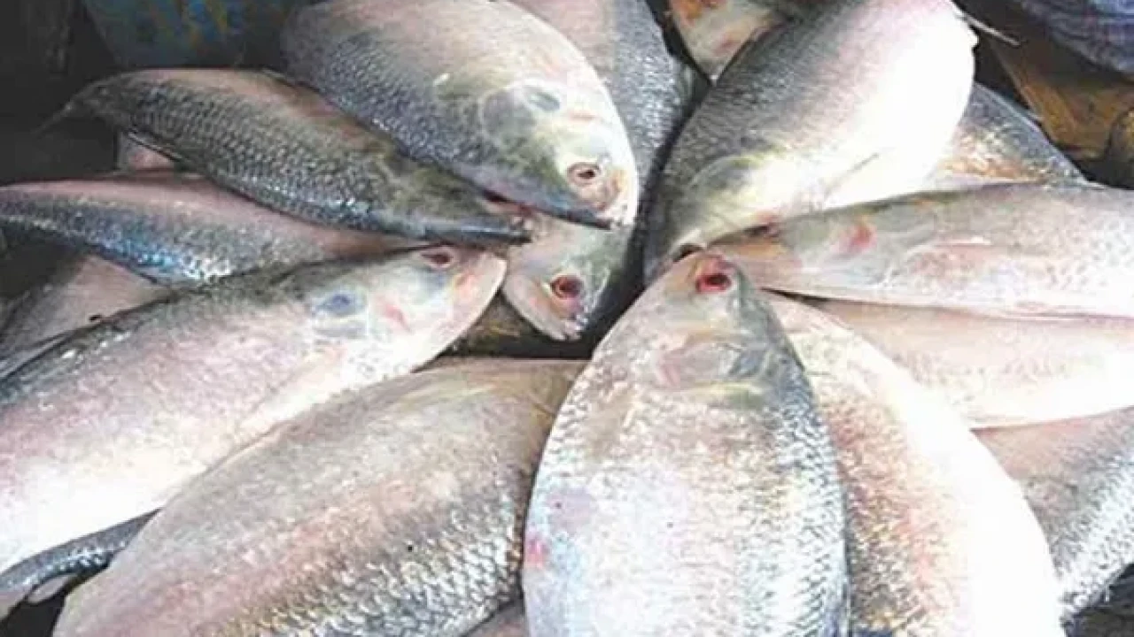 পূজায় এবারও ভারতে যাচ্ছে ইলিশ