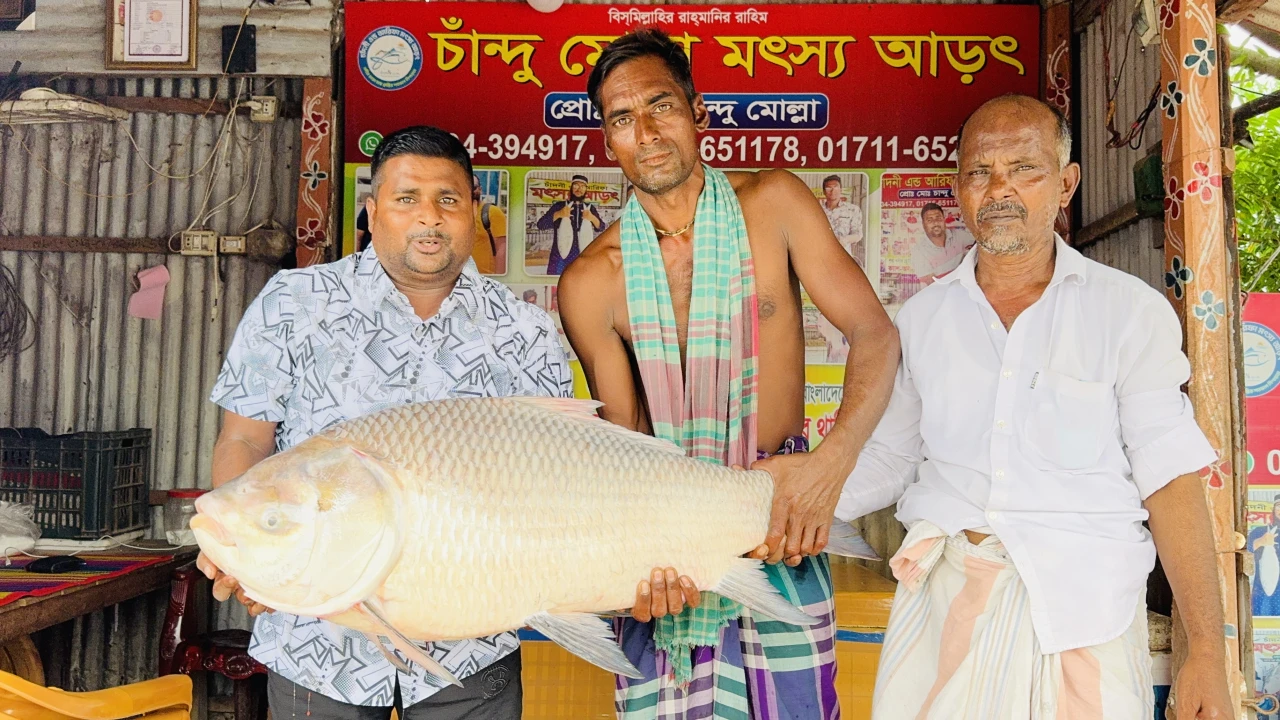 পদ্মার এক কাতল বিক্রি হলো ৪৪ হাজার টাকায়