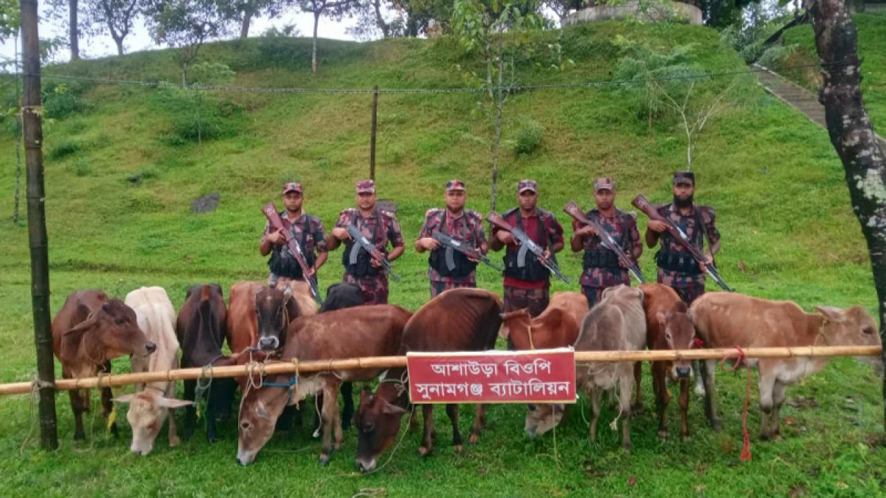 আশাউড়া সীমান্ত এলাকায় ১২ ভারতীয় গরু আটক