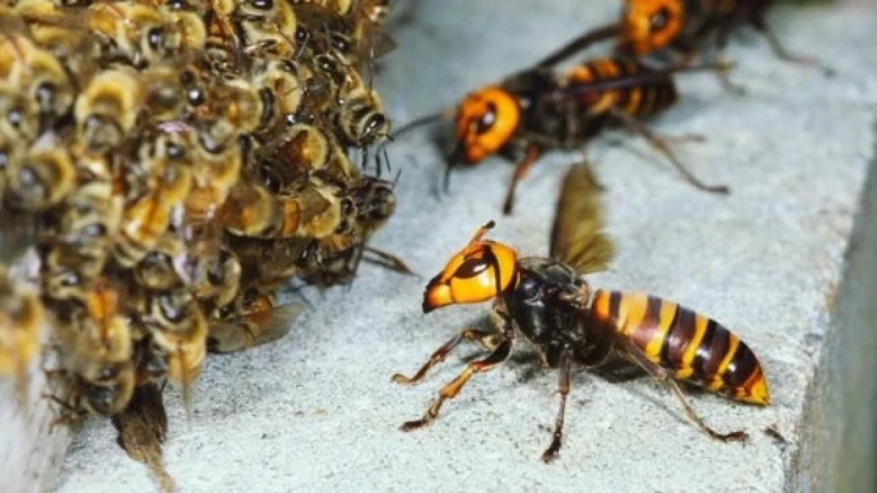 হোসেনপুরে ভিমরুলের কামড়ে নারীর মৃত্যু