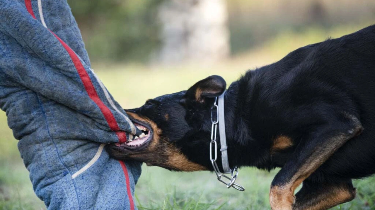 মানুষকে কামড়ালে ‘যাবজ্জীবন কারাদণ্ড’ হবে কুকুরের