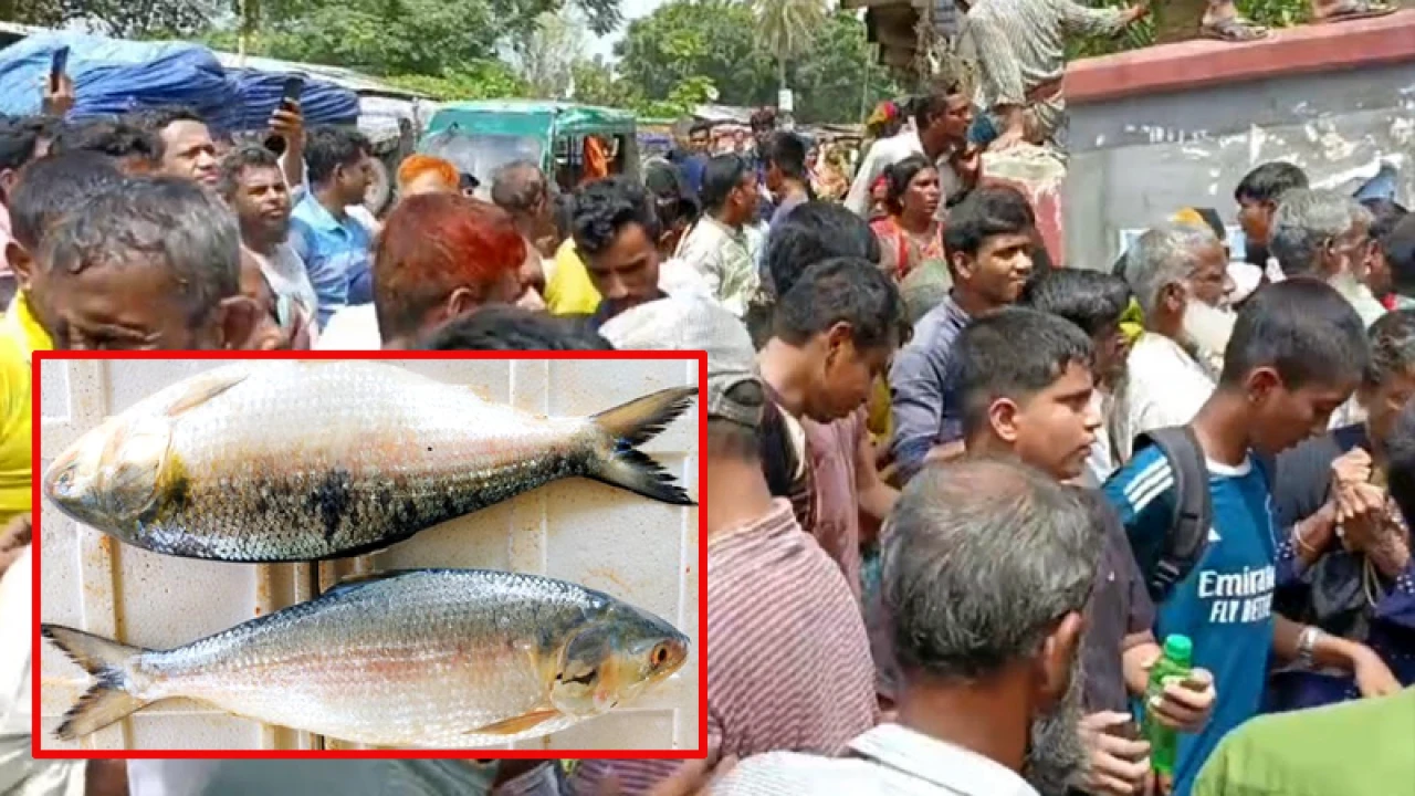 ১০ টাকায় মিলল ইলিশ