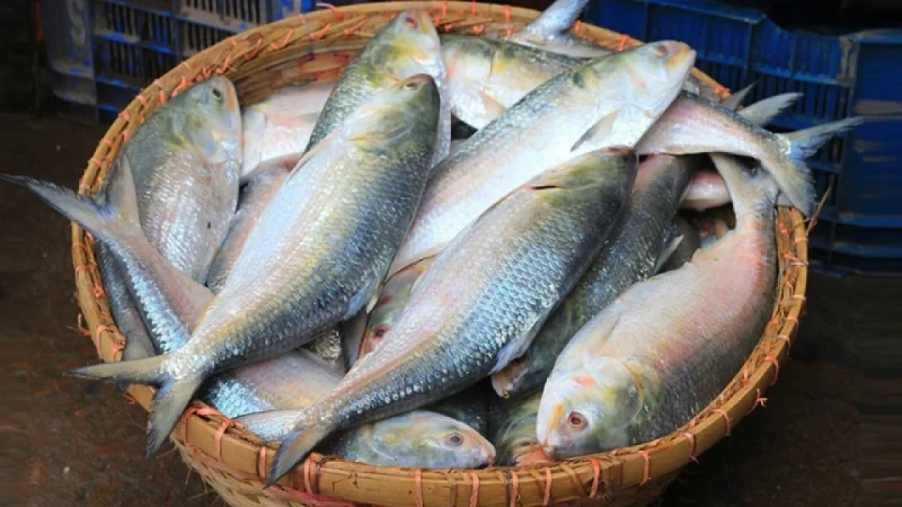 বাংলাদেশের ইলিশ কলকাতার বাজারে মিলবে কাল