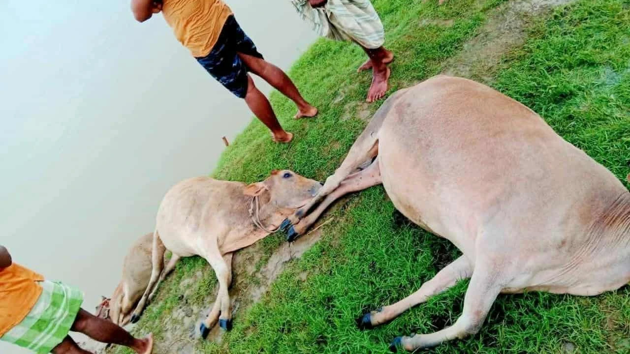 মালিক বাঁচলেও নদীর পাড়ে প্রাণ গেল ৫ গরুর 