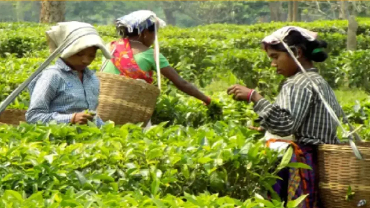 নিলামে বিক্রি হল ৯৩ টন চা 