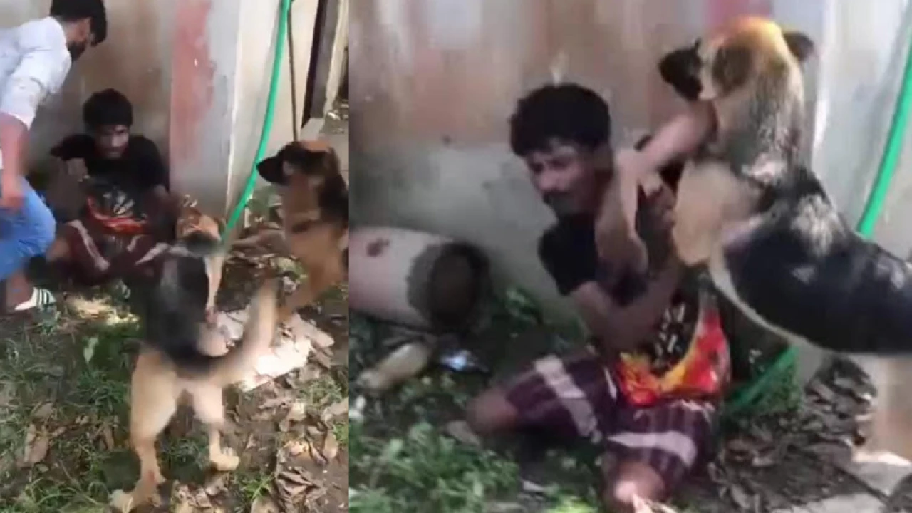 কুমিল্লায় কুকুর লেলিয়ে যুবককে নির্যাতন, গ্রেপ্তার ৩