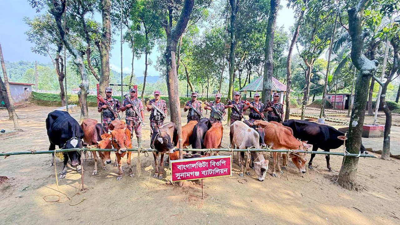 সীমান্ত থেকে ১২ ভারতীয় গরু আটক
