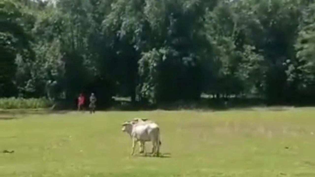 দুই বাংলাদেশিকে পিটিয়ে গরু নিয়ে গেল বিএসএফ