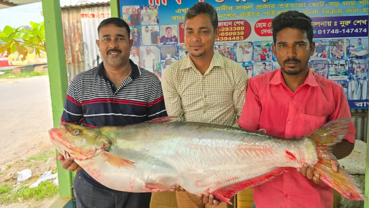 পদ্মার এক ঢাঁই মাছ ৪৬ হাজার টাকায় বিক্রি