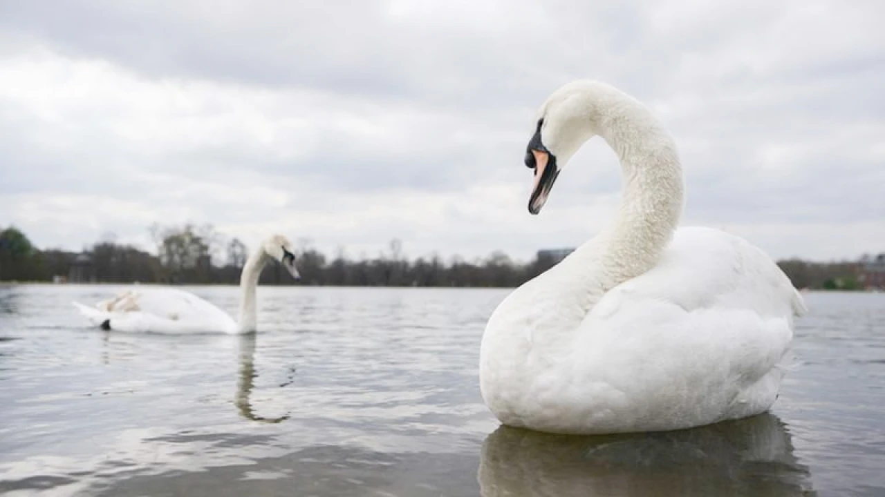 ব্রিটিশ রাজার হাঁস খেয়ে ফেলার অভিযোগ