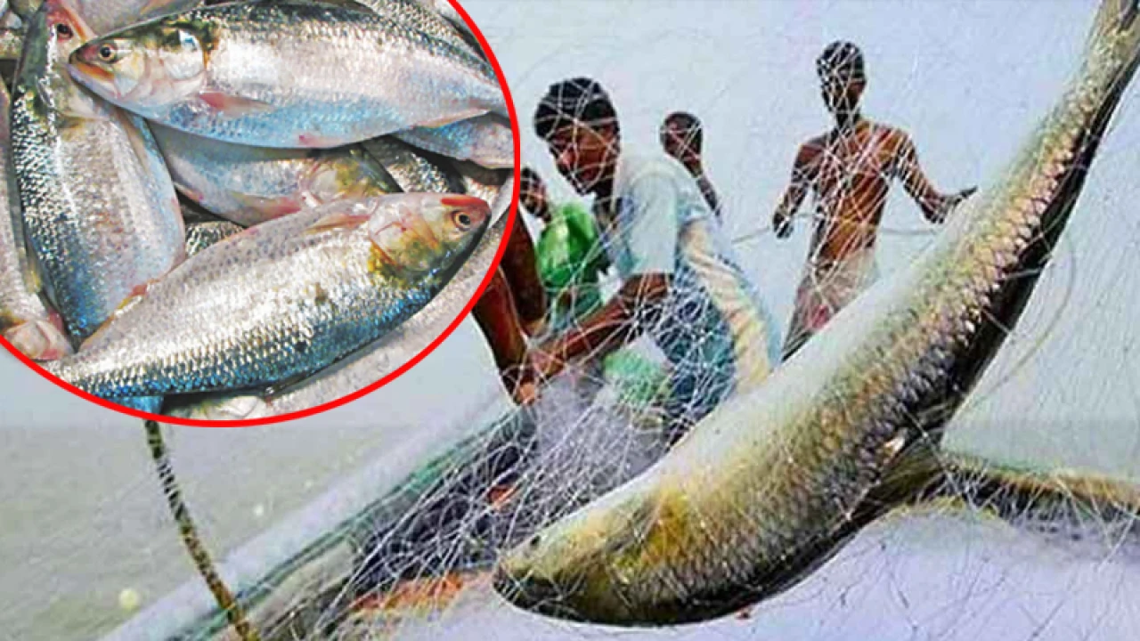 ইলিশ ধরায় ২২ দিনের নিষেধাজ্ঞা শুরু