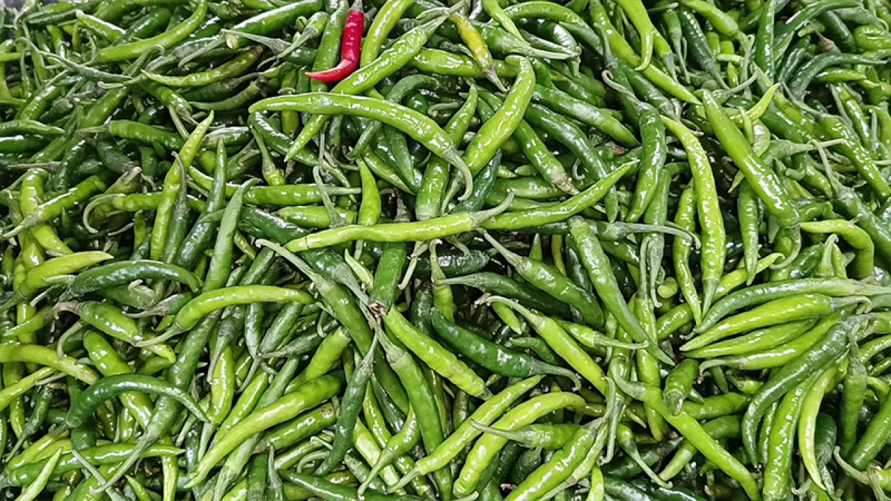 কাঁচা মরিচের কেজিতে কমেছে ১৩০ টাকা