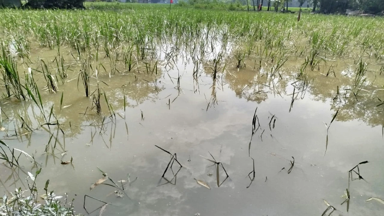 লালমনিরহাটে বন্যার উন্নতি হলেও কমেনি দুর্ভোগ